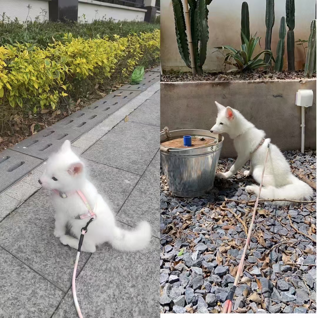 白狐